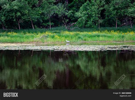 Close Heron Bird Image & Photo (Free Trial) | Bigstock