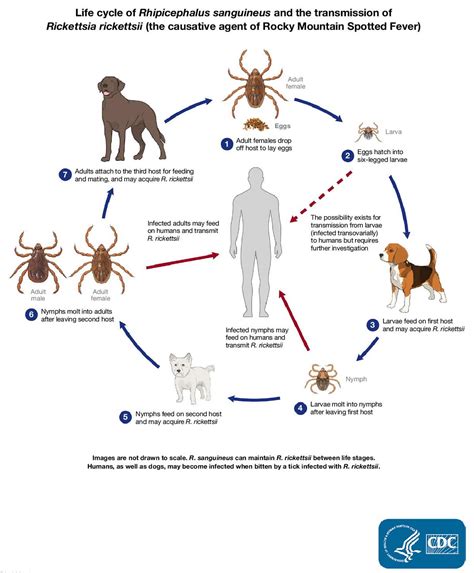 Ehrlichiosis - Causes, Symptoms, Rash, Diagnosis, Treatment