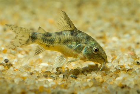 11 Top Catfish Species for Your Aquarium