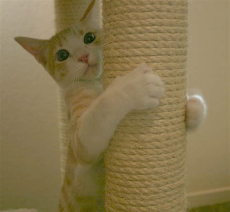 The 6 most common cat behavior problems (and how to solve them) - Pets ...