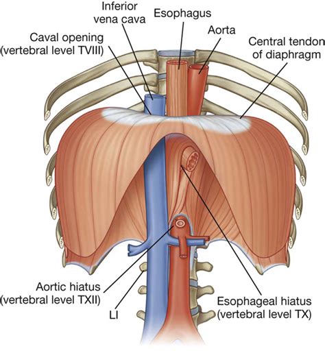 Aortic Hiatus