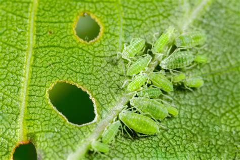 How to Identify and Get Rid of Aphids on Your Trees & Shrubs