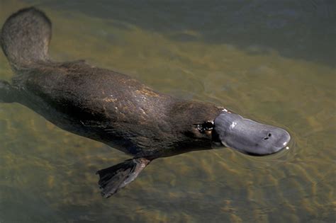 Riverview Science / Platypus