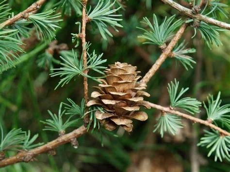 40 Japanese Larch Seeds w/ 10-year Bonsai Growing Guide / Larix ...