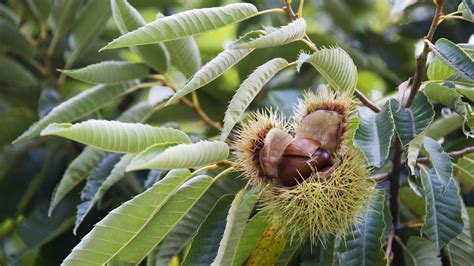 Chestnut Tree Leaves Identification - Tree Identification The American ...