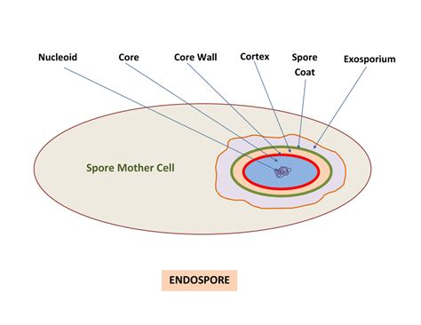 Endospore - Its Definition, Structure, and Formation