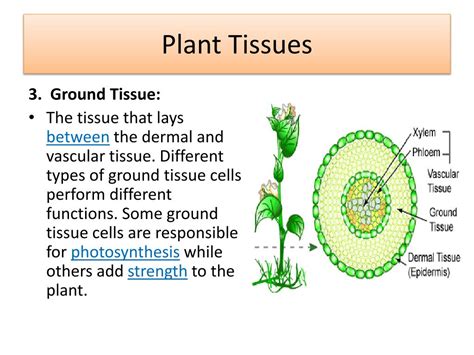 PPT - Plants: Structure & Function PowerPoint Presentation, free ...