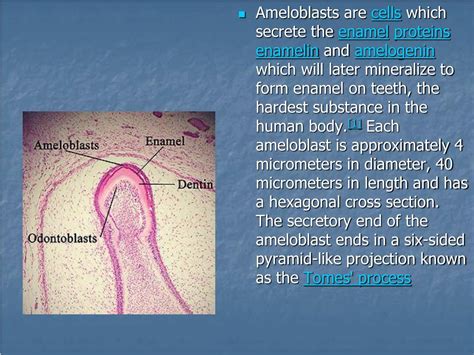 PPT - Enamel : Composition , Formation , and Structure PowerPoint ...