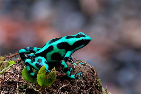 Sarapiquí Valley travel - Lonely Planet | Costa Rica, Central America