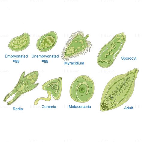 Fasciola hepatica (Liver fluke) vector scientific illustration