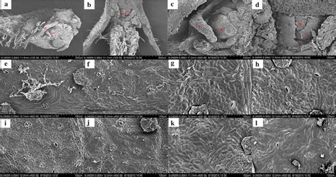 SEM images of the apical buds and leaf marginal tissues at the young ...