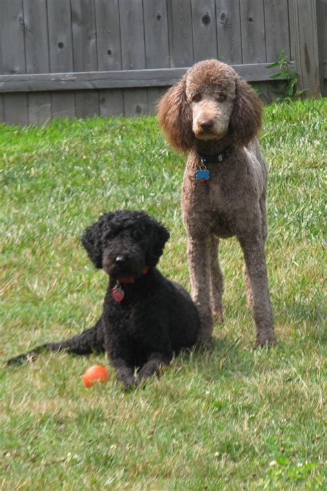 File:Standard Poodles Black and Brown Females.jpg - Wikipedia, the free ...