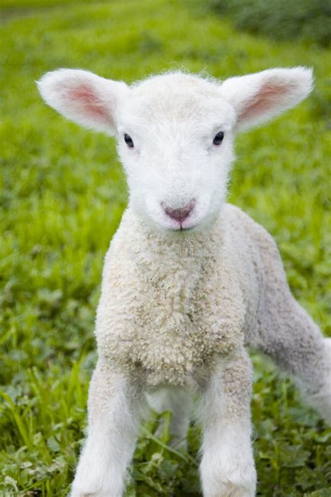 Small Cute Lamb Gambolling in a Meadow in a Farm Stock Photo - Image of ...