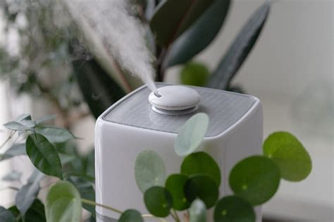 The Best Humidifiers for Plants (According to an Expert) - Safe Smart ...