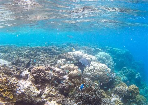 Maldives Snorkeling - The Unbelievable Underwater World