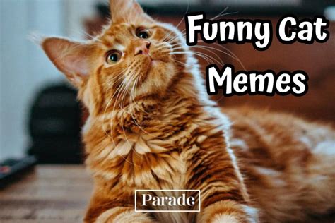 101 Funny Cat Memes To Make You Laugh in 2024 - Parade Pets