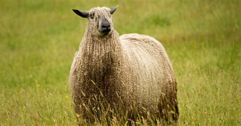 Wool Sheep Breeds List [Fine Wool & Long Wool Breeds of Sheep]