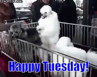 Funny Animals Happy Tuesday GIF - FunnyAnimals HappyTuesday Dancing ...