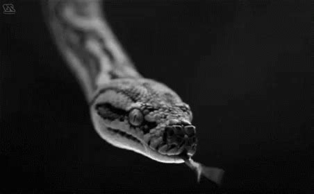 Dark Shadows GIF - Dark Shadows Snake - Discover & Share GIFs