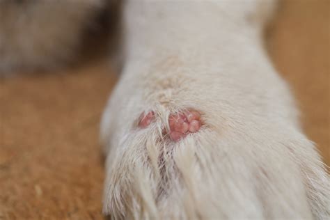 What Causes Warts In Dogs