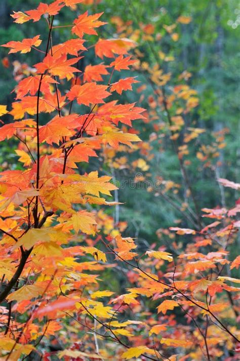 Fall Colors in North Cascades National Park Stock Image - Image of ...