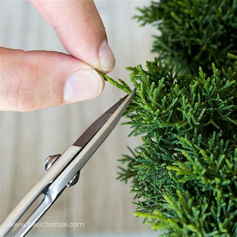 Pruning Juniper Bonsai for Beginners - Basic Bonsai