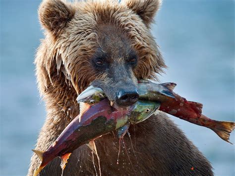 magicalnaturetour: (via 500px / If his mouth was wider … by Sergey ...