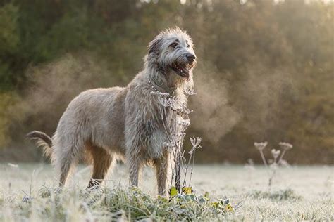 Irish Wolfhound Dog Breed Information