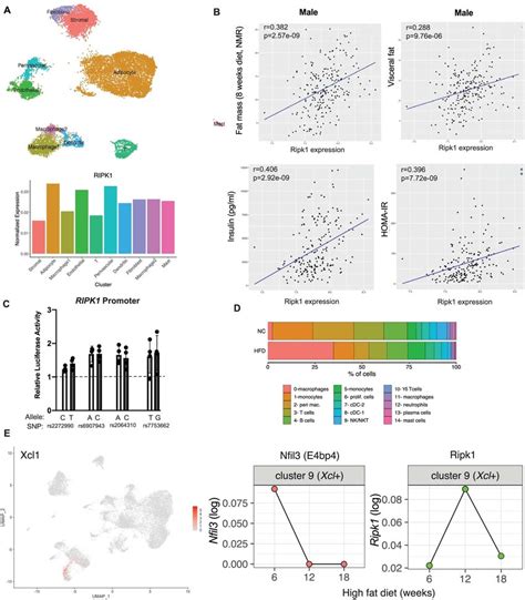 Single nuclei sequencing of human adipose tissue and HMDP data from ...