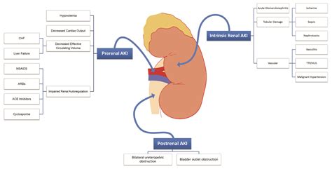 Acute kidney injury pathophysiology - wikidoc