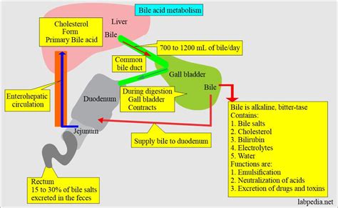 Urine Bile Salts and Bile Acid Metabolism