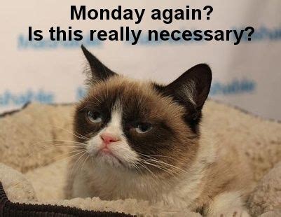 monday again? Gato Grumpy, Grumpy Cat Meme, Cat Jokes, Funny Cat Memes ...