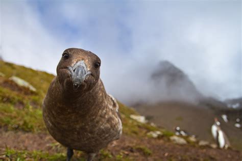 Wildlife of South Georgia Island [pics] - Matador Network