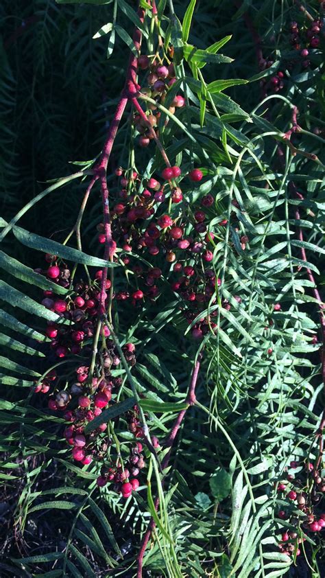 california pepper tree leaves - Corine Hurst