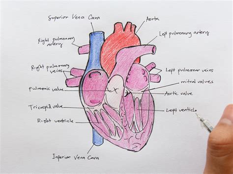 How to Draw the Internal Structure of the Heart: 14 Steps