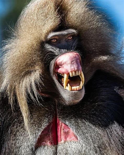 🔥 Despite a diet of grass, these are the teeth of the Gelada Monkey ...