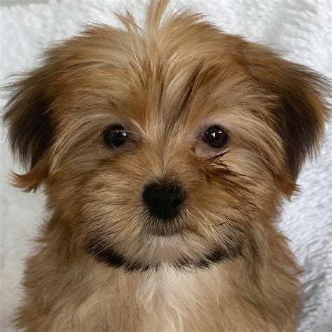 Morkie Puppy for Sale - Heavenly Puppies