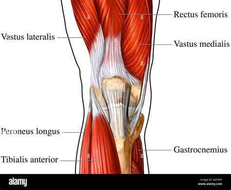 Knee Muscle Anatomy Mri / knee anatomy mri - DriverLayer Search Engine ...