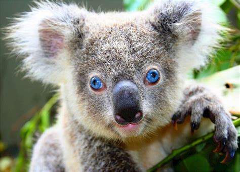 Koala Bear Free Stock Photo - Public Domain Pictures