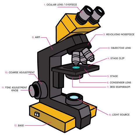 Compound Light Microscope Images