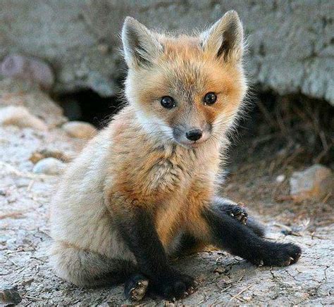 25+ bästa Baby foxes idéerna på Pinterest | Rävar, Rödräv och Räv