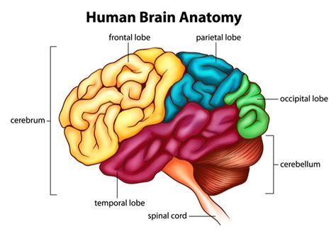 Cerebrum Function: What Are the Roles of the Main Brain Regions?