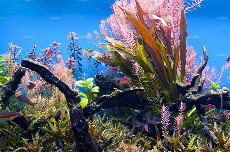 Seaweed underwater | Nature Stock Photos ~ Creative Market