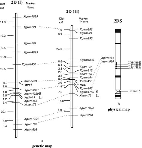 a Genetic linkage maps of chromosomes 2D, in reference to b the ...