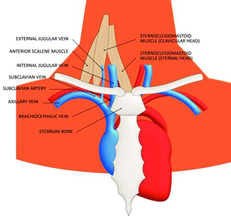 Anatomy of the Subclavian Vein | Download Scientific Diagram