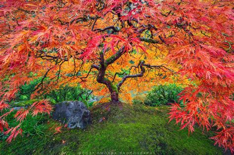 Radiance | Portland Japanese Garden | Portland, Oregon | Scott Smorra