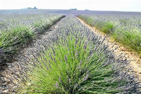 A lavender field 32774185 Stock Photo at Vecteezy