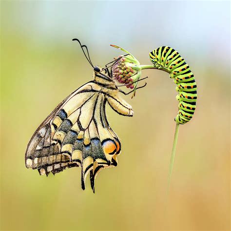 Papilio Machaon Cycle Butterfly and Caterpillar Mixed Media by Gina Dsgn