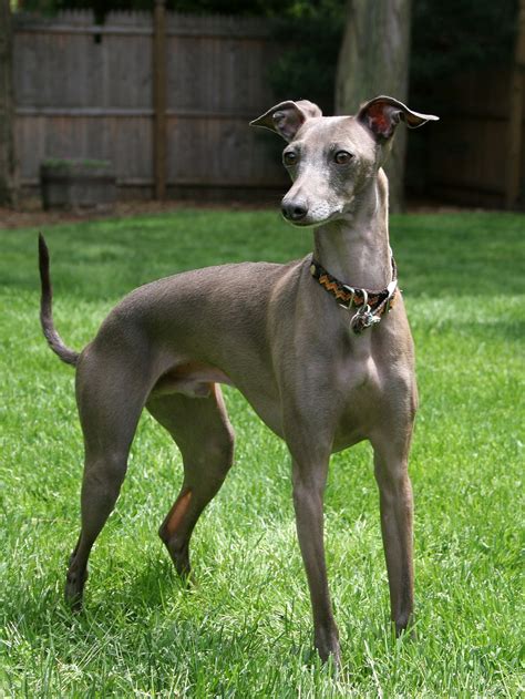 Italian Greyhound - Wikipedia