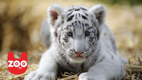 Newborn White Tiger Cubs - YouTube